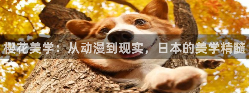 动漫天堂正版网：樱花美学：从动漫到现实，日本的美学精髓